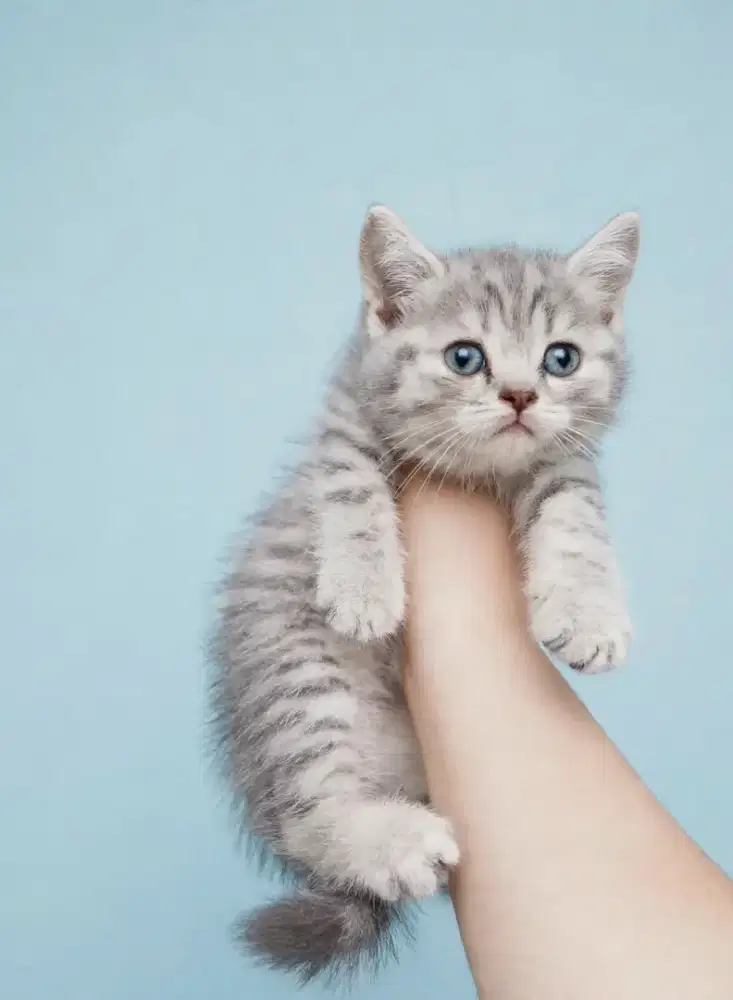 Kucing kitten British shorthair silver tabby