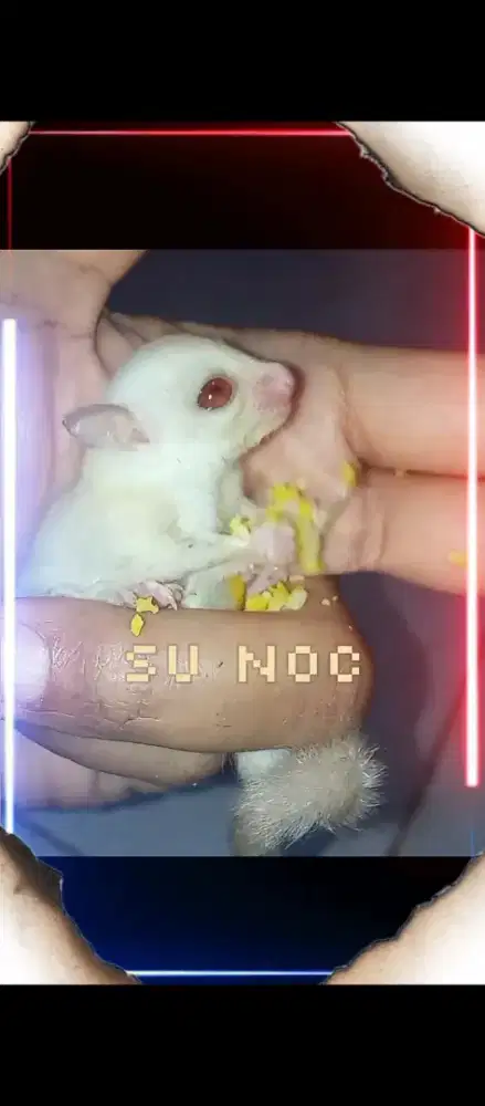 sugar glider creamino joy