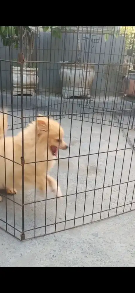 minipom betina loop