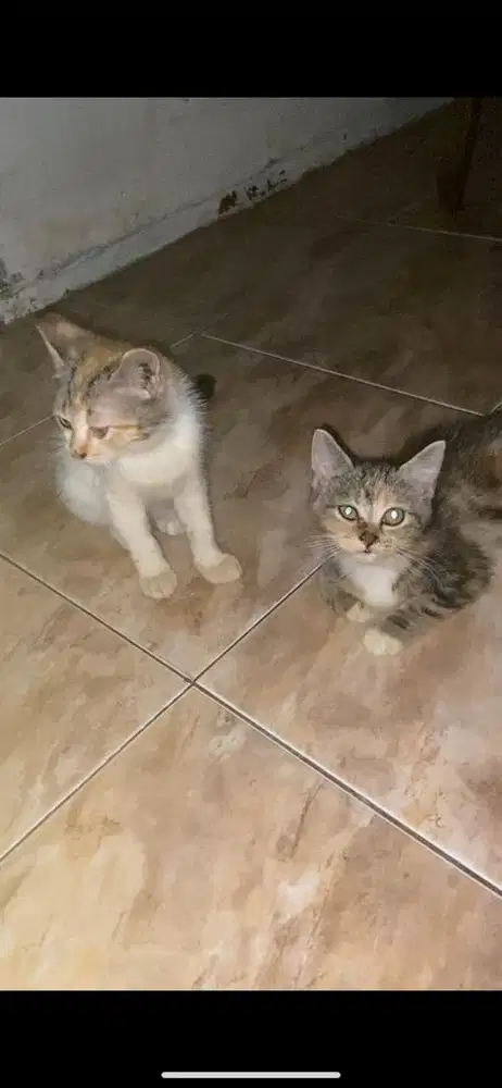 2 Kitten mixdome betina