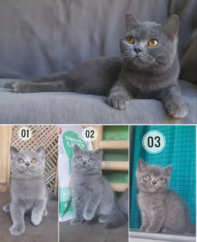 BSH BRITISH SHORTHAIR SF SCOTTISH FOLD MUNCHKIN RAGDOLL PEAKNOSE EXO