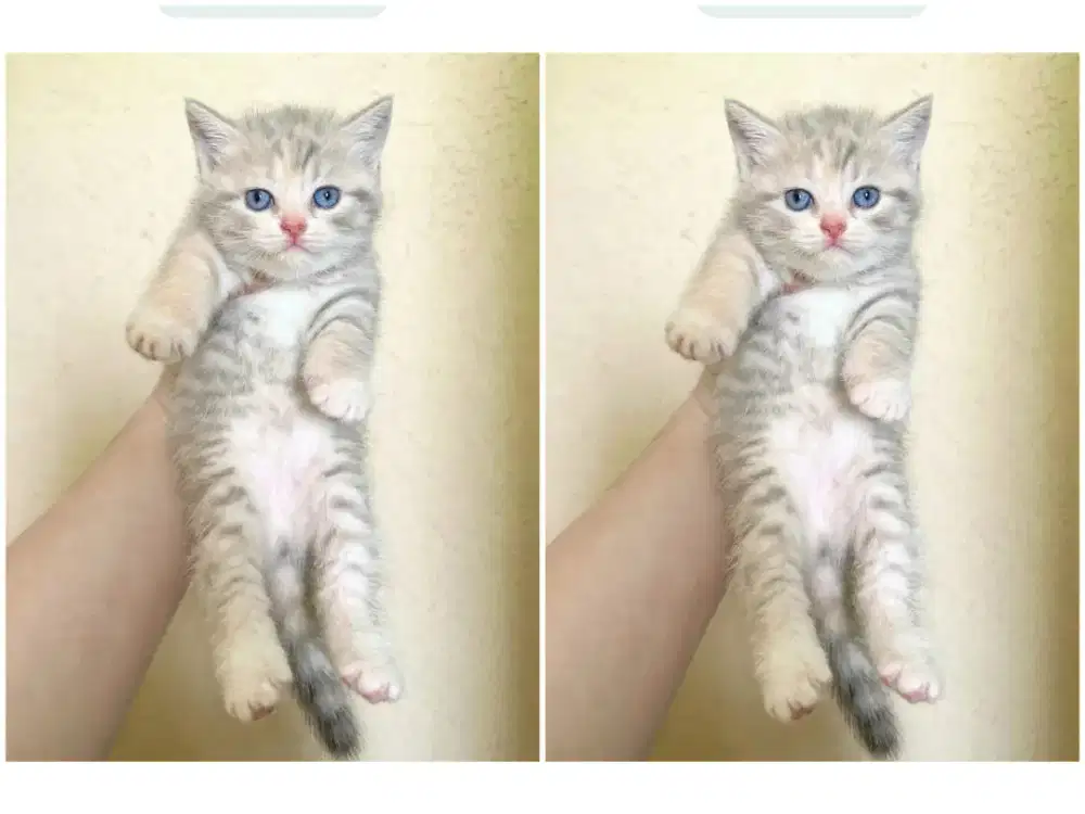 Kucing kitten British shorthair blue tabby
