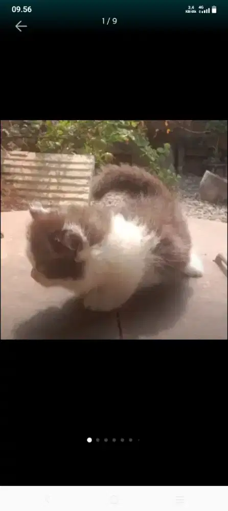 Kucing munchkin
