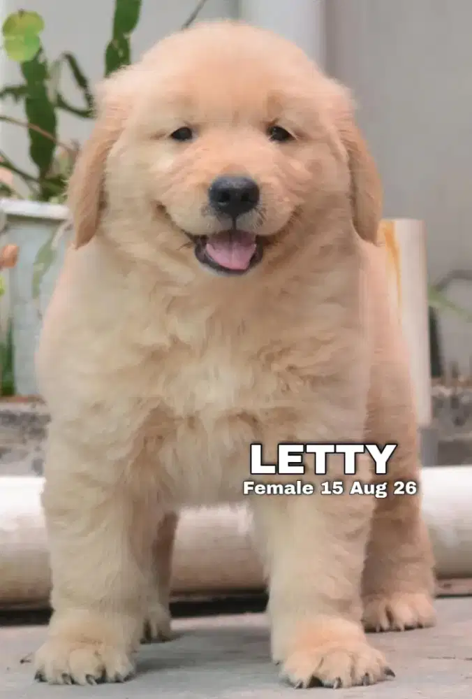 Golden retriever betina •LETTY•