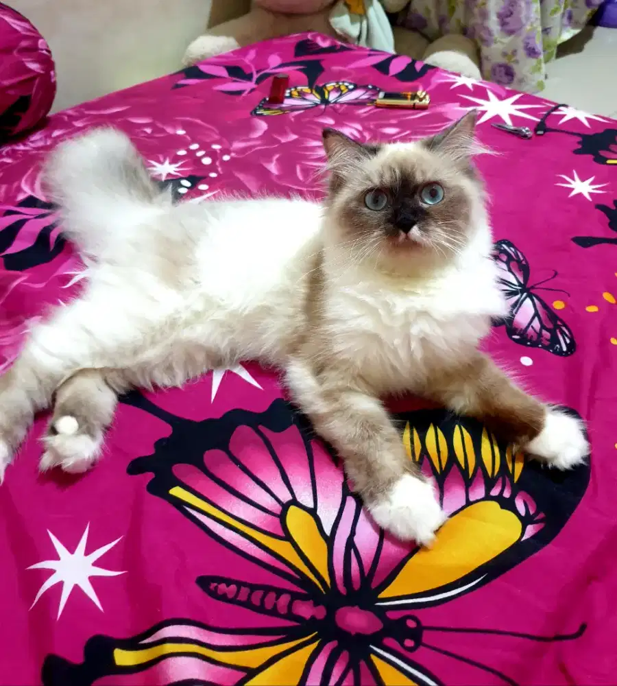 Kucing persia himalayan ragdoll