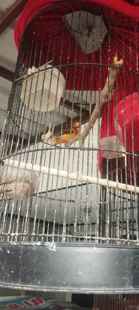 Burung kenari warna sunkis..jaminan gacor tiap saat, fulset 850 ribu.