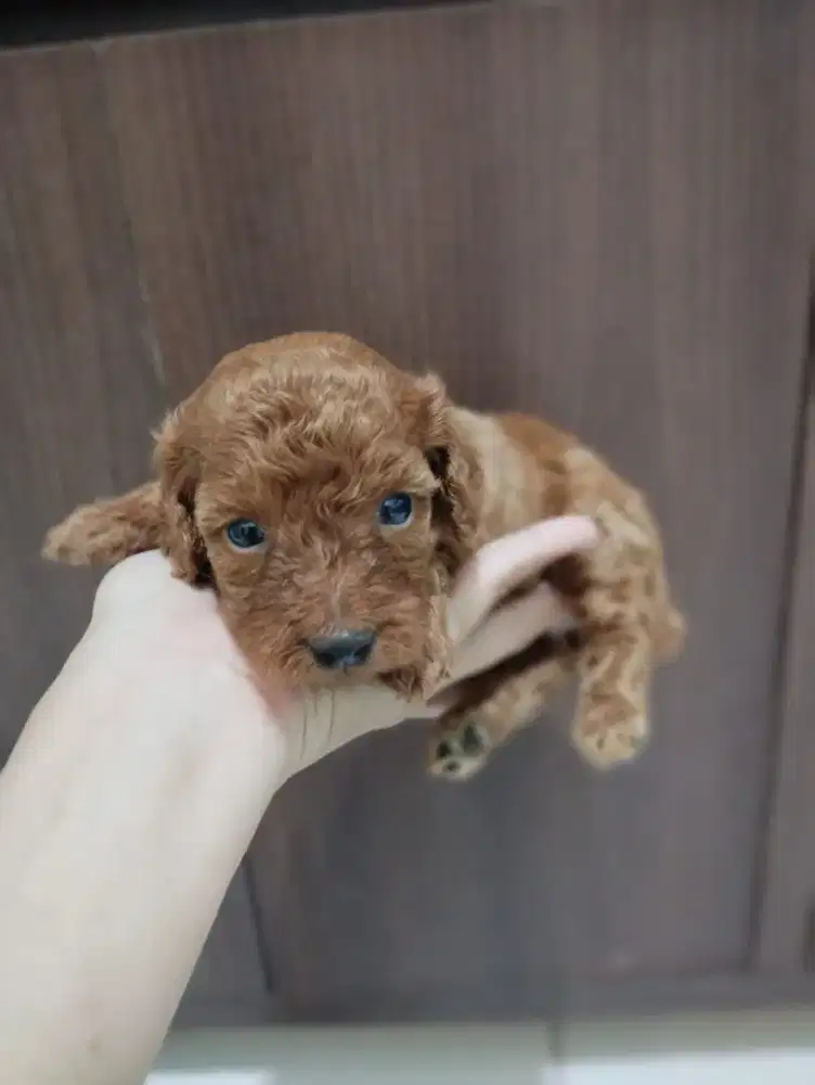 Red toy poodle jantan dan betina
