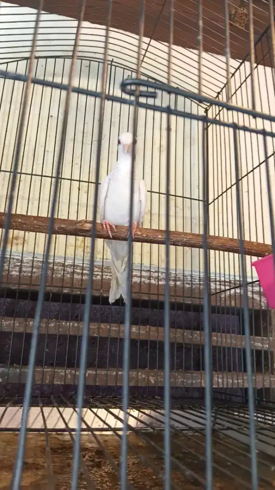 Burung perkutut lurik burja mulus