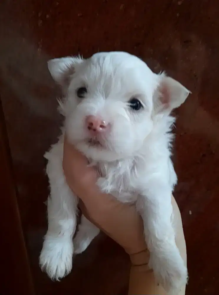 Maltese jantan dan netina