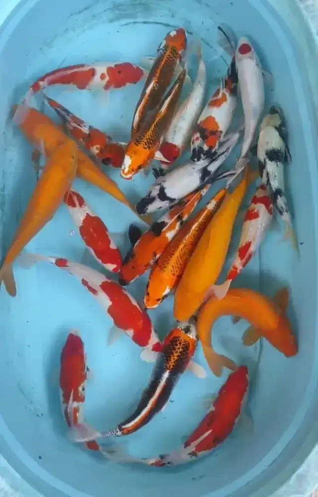 IKAN KOI PUSAT AREA YOGYAKARTA