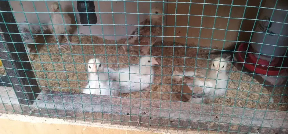 Ayam kampung petelur elba