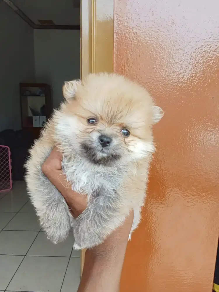 Minipom sable 1 jantan 1 betina