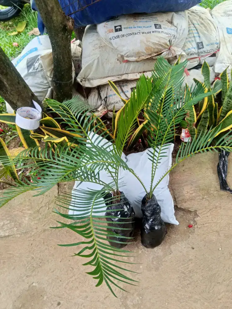 Bibit tanaman sikas