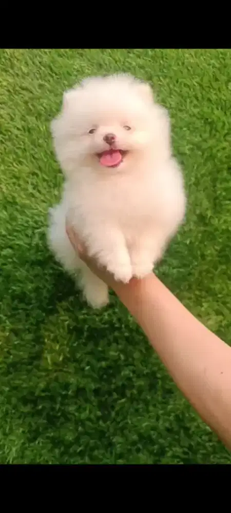 Minipom white betina •BRECK•
