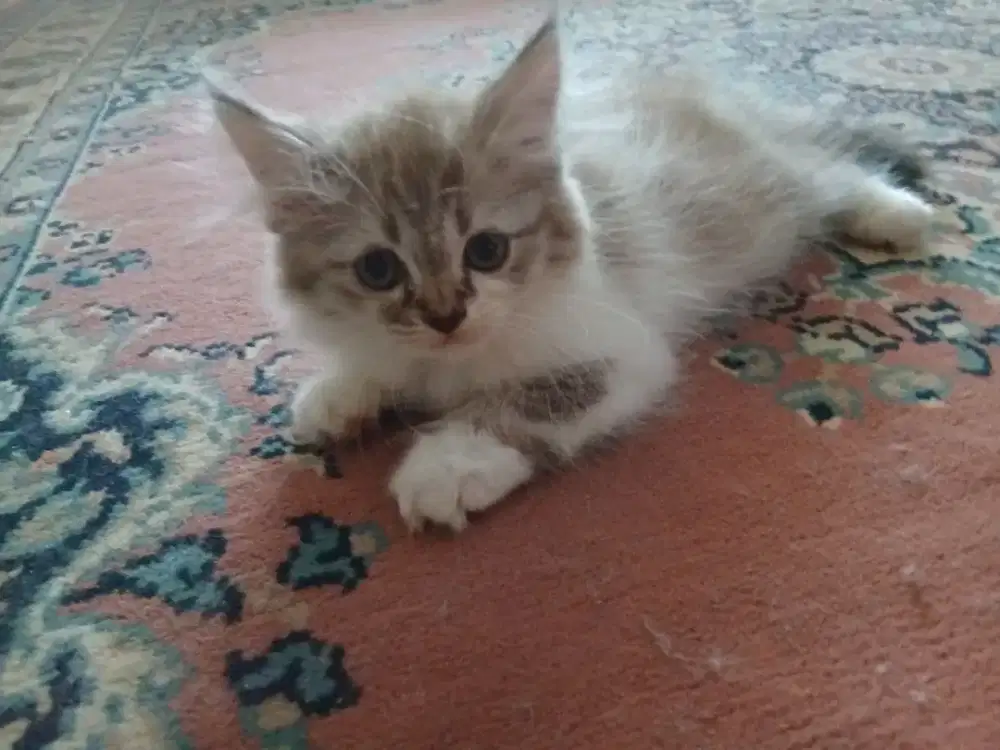DIJUAL KITTEN PERSIA