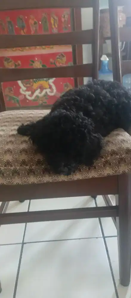 Anjing poodle murah aja 2bulan