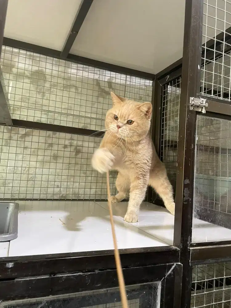 Pejantan British Shorthar