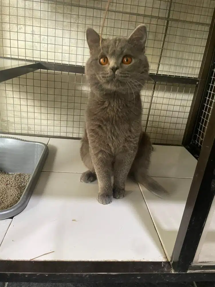 Pejantan British Shorthair