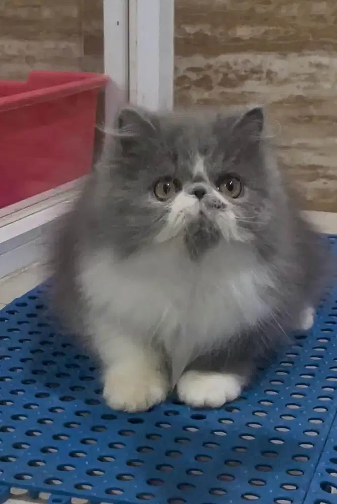 Kucing Persia Peaknose jantan