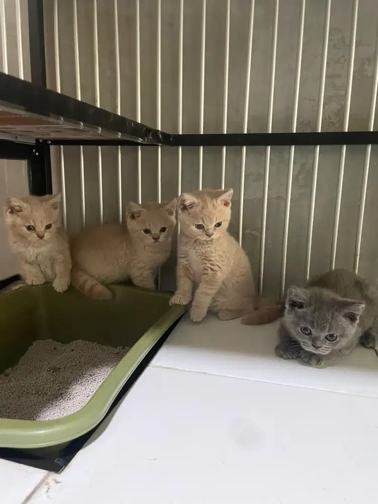 Kitten British Shorthair
