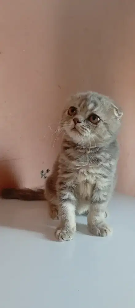 Kucing Scottish fold jakarta selatan