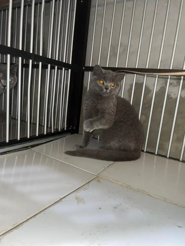 British Shorthair