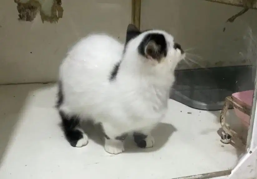 Kucing cebol betina