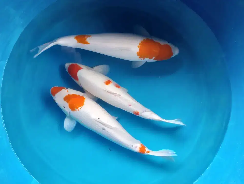 IKAN KOI JUMBO 45 50 55 paket 5 ekor