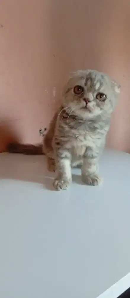 Kucing Scottish fold jakarta selatan