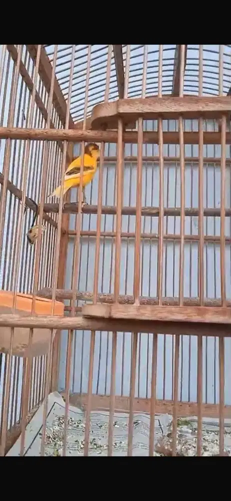 burung kenari betina & jantan gacor
