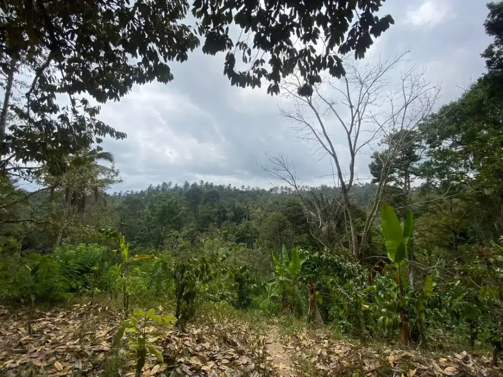 Dijual Kebun Produktif di Salah Satu Kawasan Wisata Berkembang