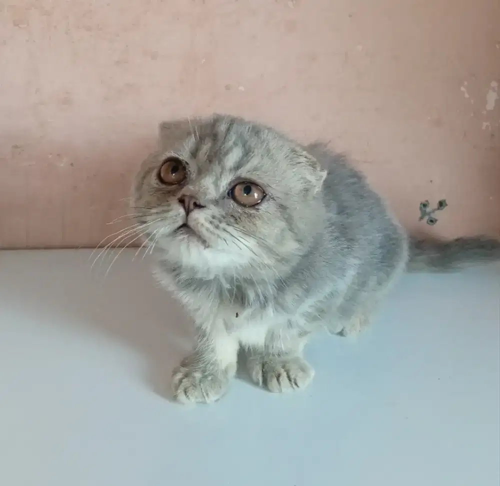 Kucing Scottish fold jakarta selatan