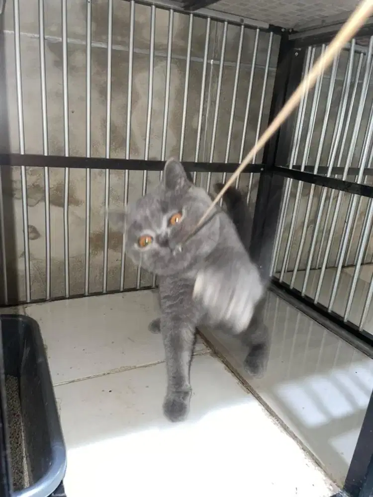 Betina British Shorthair