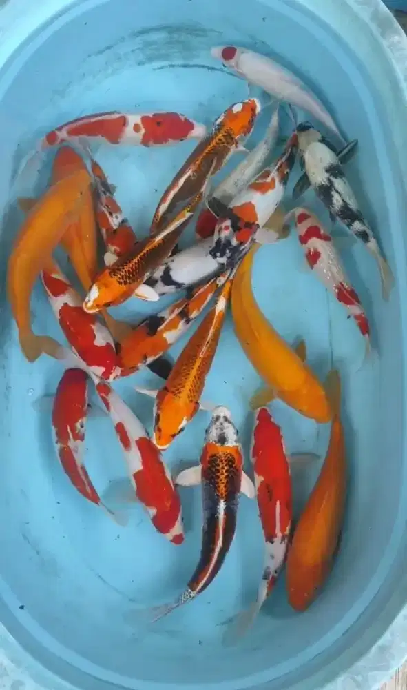 IKAN KOI TURUNAN IMPORT AREA SLEMAN