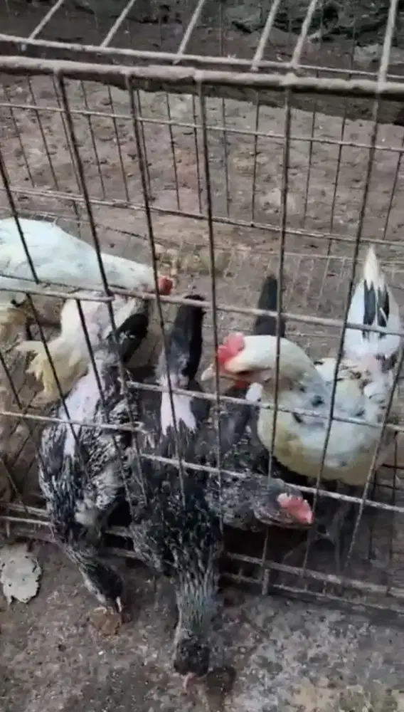 Anakan Ayam ketawa