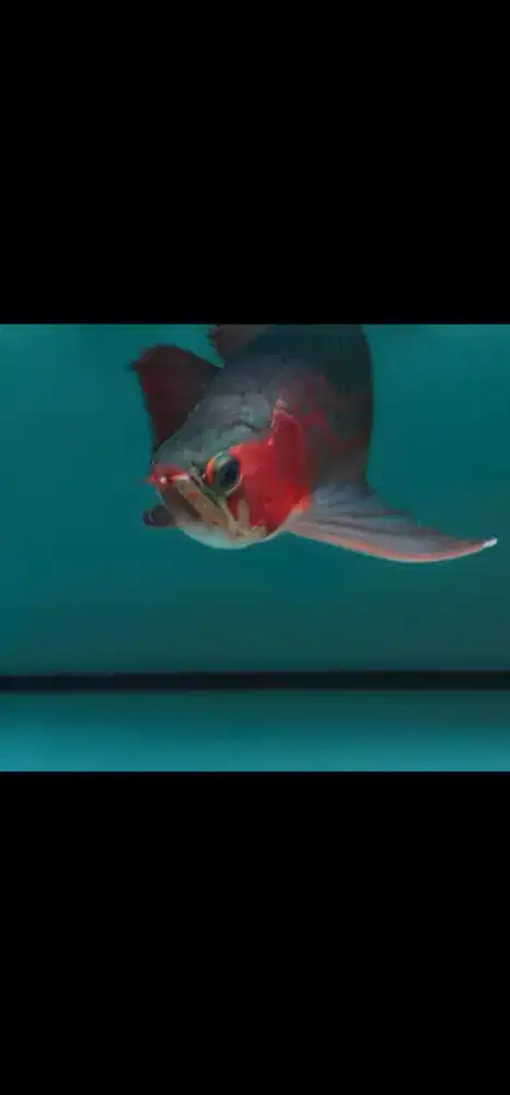Jasa pembersihan/maintenance aquarium dan kolam ikan