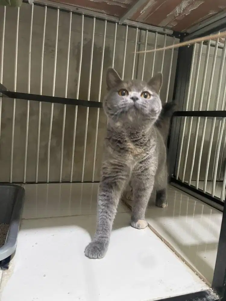 Betina British Shorthair