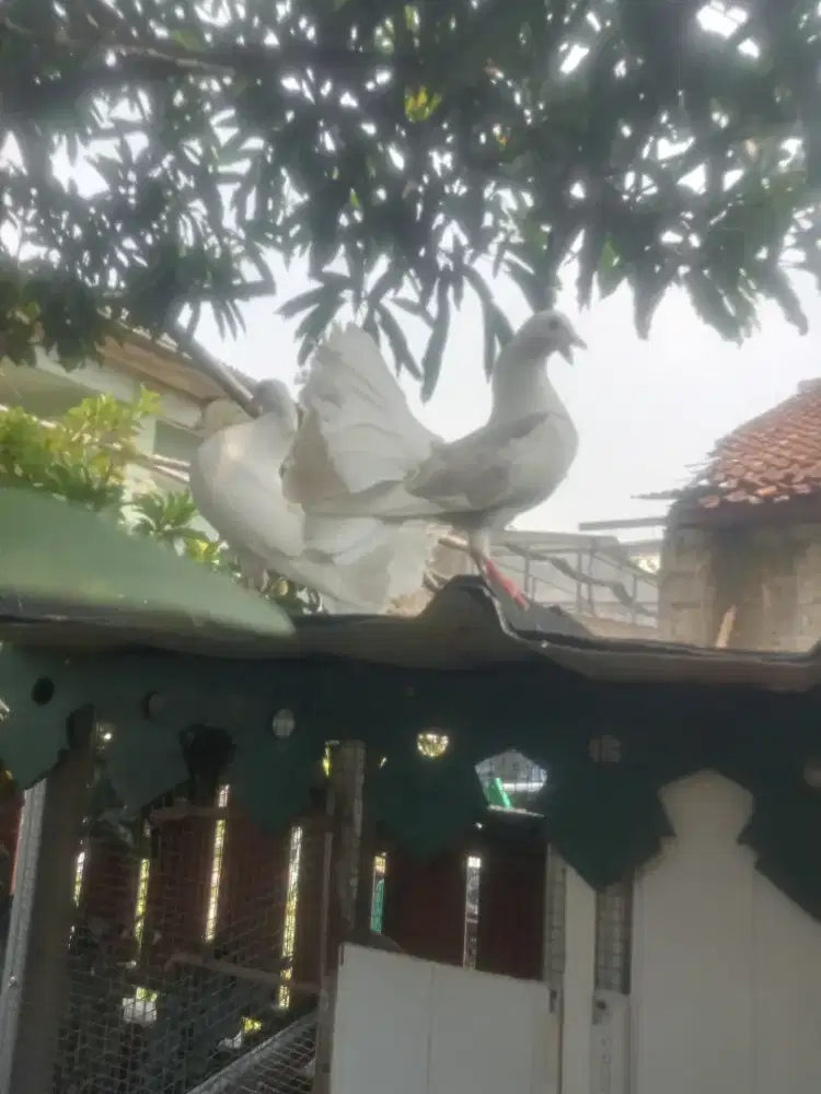 Burung merpati kipas American Fantail