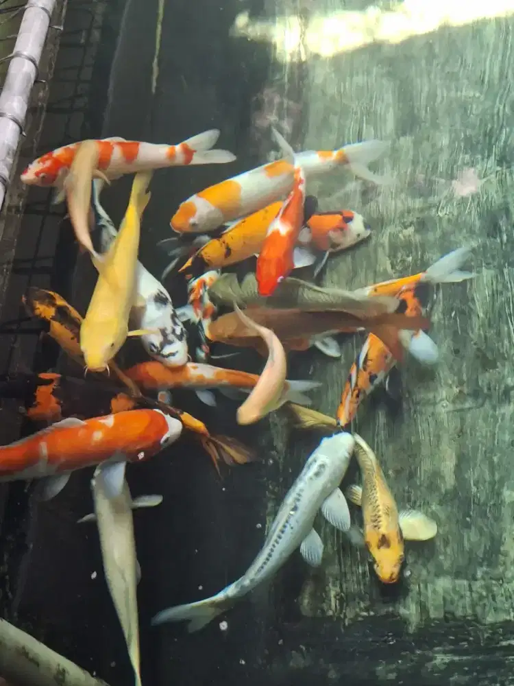 Ikan koi ukuran 30-40 cm