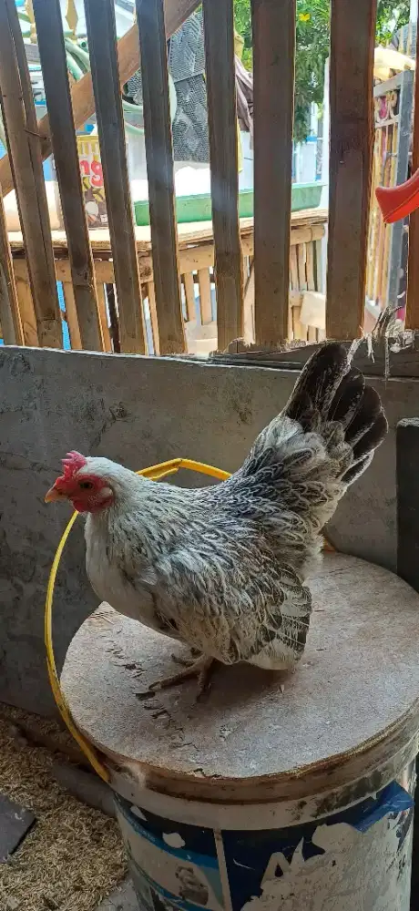 Ayam kate indukan muda