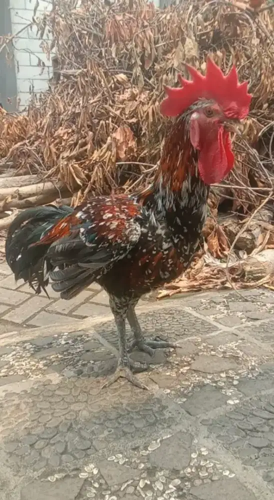Ayam Pelung JUMBO WARNA BRUMBUN