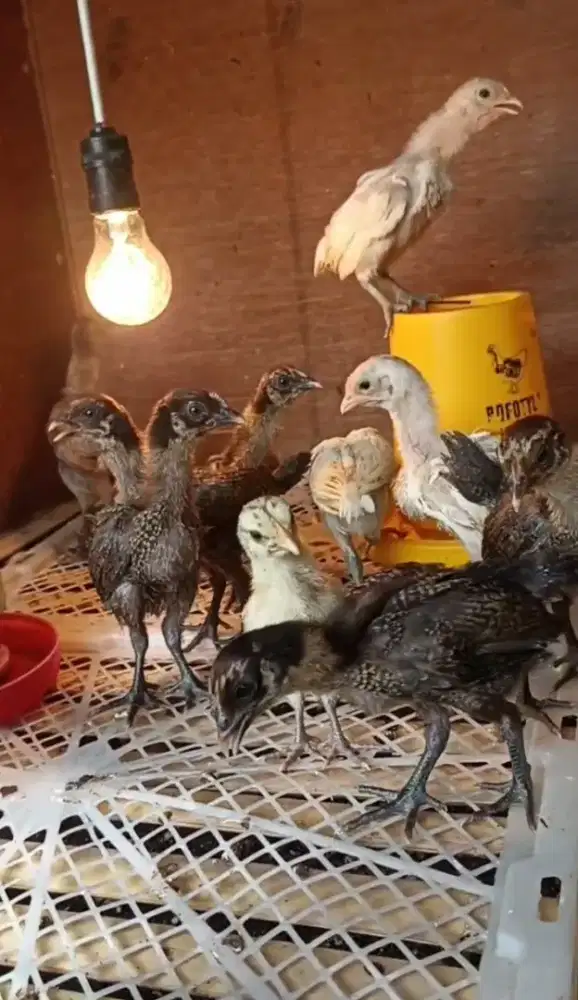 Ayam Ketawa Anakan Durasi