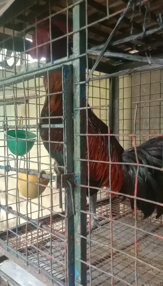 Ayam Pelung Merah Hitam Jumbo