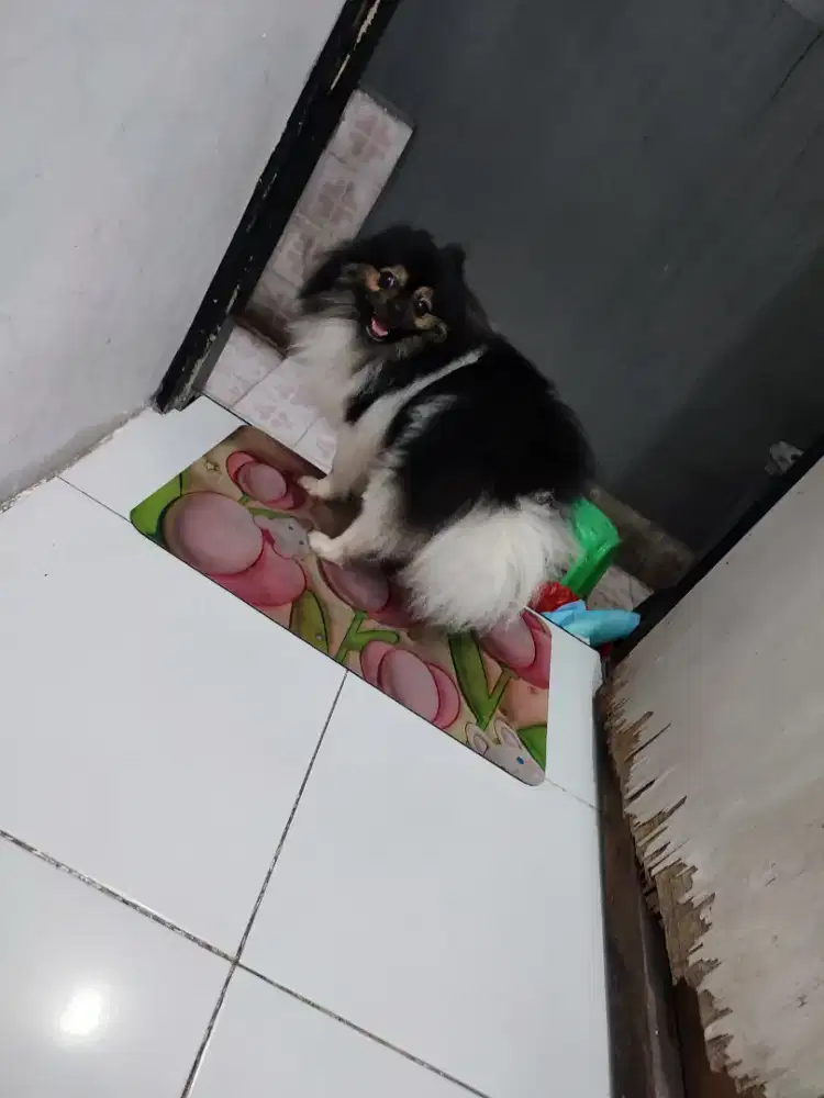Anjing minipom jantan
