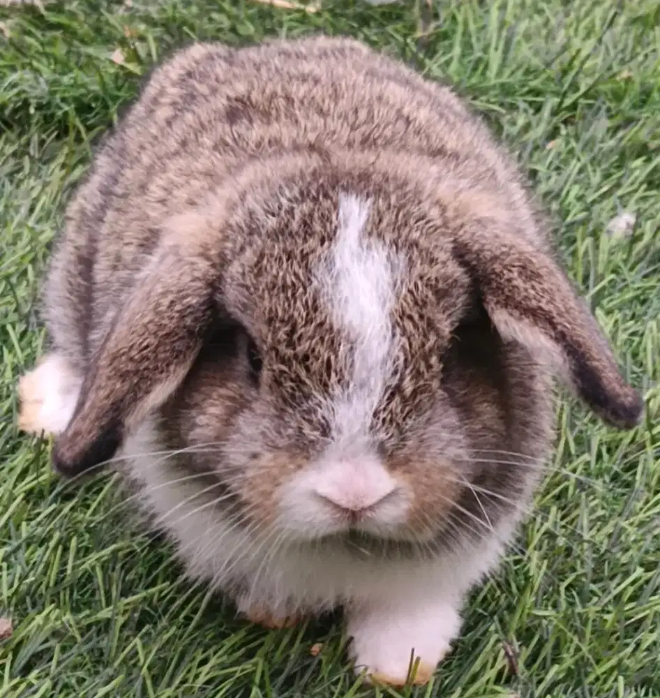 Kelinci Holland lop jantan