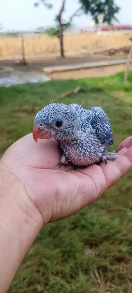 Baby irn indian ringneck