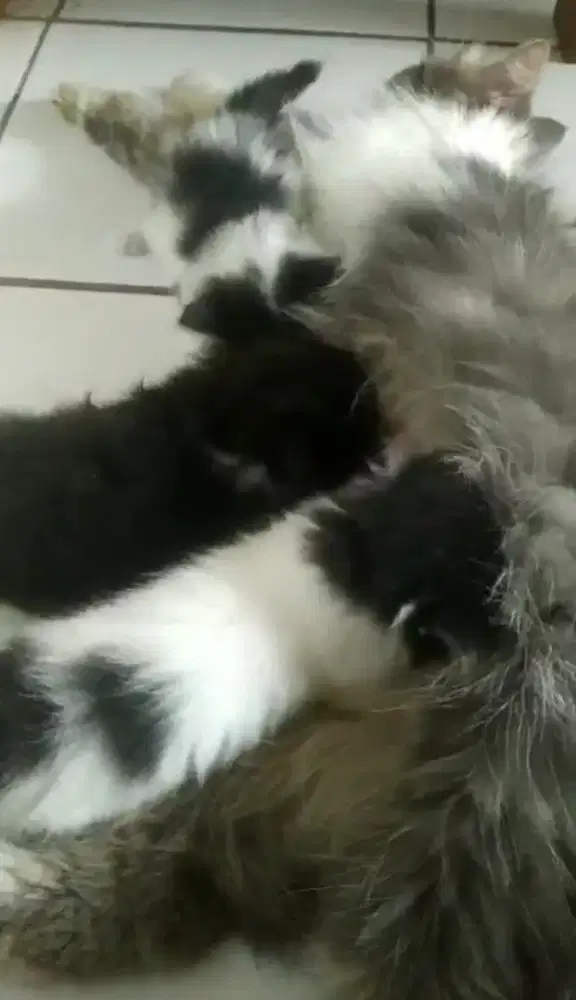 KUCING PERSIA KITTEN