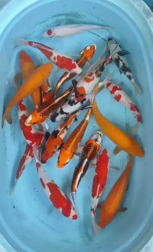 IKAN KOI BERBAGAI VARIANT