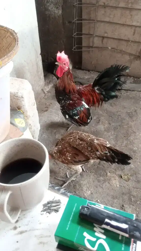 Jual jago ayam ketawa murah