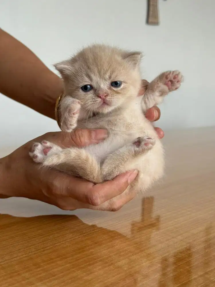 Dijual kucing bsh mix persian bandung